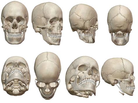 cranio humano - canibalismo humano